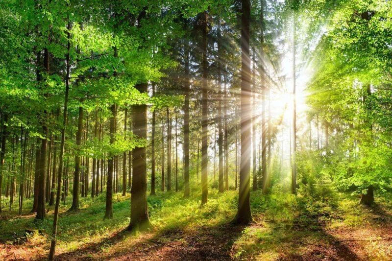 Rayons de soleil perçant à travers les arbres d'une forêt verdoyante.